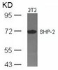 Western blot analysis of lysed extracts from 3T3 cells using SHP-2 (Ab-542) .