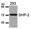 Western blot analysis of lysed extracts from 293 cells using SHP-2 (Ab-580) .