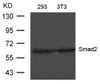 Western blot analysis of lysed extracts from 293 and 3T3 cells using Smad2 (Ab-220) .