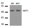 Western blot analysis of lysed extracts from 293 and MCF cells using AKT1 (Ab-450) .