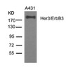 Western blot analysis of lysed extracts from A431 cells using Her3/ErbB3 (Ab-1328) .