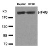 Western blot analysis of lysed extracts from HepG2 and HT29 cells using eIF4G (Ab-1232) .