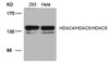 Western blot analysis of lysed extracts from 293 and HeLa cells using HDAC4/HDAC5/HDAC9 (Ab-246/259/220) .