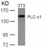 Western blot analysis of lysed extracts from 3T3 cells using PLC-&#947;1 (Ab-771) .