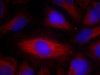 Immunofluorescence staining of methanol-fixed HeLa cells using PLC-&#947;2 (Ab-1217) .