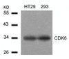 Western blot analysis of lysed extracts from HT29 and293 cells using CDK6 (Ab-24) .