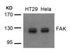 Western blot analysis of lysed extracts from HT29 and HeLa cells using FAK (Ab-576/577) .