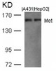 Western blot analysis of lysed extracts from A431 and HepG2 cells using Met (Ab-1003) .