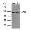 Western blot analysis of lysed extracts from HeLa and HT29 cells using c-Cbl (Ab-700) .