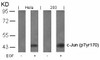 Western blot analysis of lysed extracts from HeLa and 293 cells untreated or treated with EGF using c-Jun (Phospho-Tyr170) .