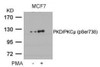 Western blot analysis of lysed extracts from MCF cells untreated or treated with PMA using PKD/PKC&#956; (Phospho-Ser738) .