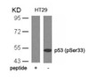 Western blot analysis of lysed extracts from HT29 cells using p53 (Phospho-Ser33) .