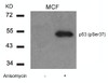 Western blot analysis of lysed extracts from MCF cells untreated or treated with Anisomycin using p53 (Phospho-Ser37) .