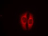 Immunofluorescence staining of methanol-fixed HeLa cells using p53 (Phospho-Ser37) .