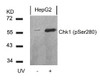 Western blot analysis of lysed extracts from HepG2 cells untreated or treated with UV using Chk1 (Phospho-Ser280) .