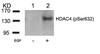 Western blot analysis of lysed extracts from 293 cells untreated (Lane 1) or treated with EGF (lane 2) using HDAC4 (Phospho-Ser632) .