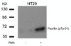 Western blot analysis of lysed extracts from HT29 cells untreated or treated with PMA using Paxillin (Phospho-Tyr31) .