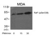 Western blot analysis of lysed extracts from MDA cells untreated or treated with PMA for the indicated times using Raf1 (Phospho-Ser338) .