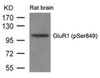 Western blot analysis of lysed extracts from Rat brain tissue using GluR1 (phospho-Ser849) .