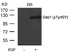 Western blot analysis of lysed extracts from 293 cells untreated or treated with EGF using Gab1 (Phospho-Tyr627) .