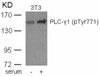 Western blot analysis of lysed extracts from 3T3 cells untreated or treated with serum using PLC-&#947;1 (phospho-Tyr771) .