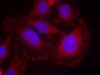 Immunofluorescence staining of methanol-fixed HeLa cells using PLC-&#947;1 (phospho-Tyr771) .