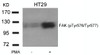 Western blot analysis of lysed extracts from HT29 cells untreated or treated with PMA using FAK (phospho-Tyr576/Tyr577) .