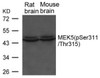 Western blot analysis of lysed extracts from Rat and Mouse brain tissue using MEK5 (phospho-Ser311/ Thr315) .