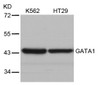 Western blot analysis of lysed extracts from K562 and HT29 cells using GATA1 (Ab-310) .