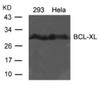 Western blot analysis of lysed extracts from 293 and HeLa cells using BCL-XL (Ab-62) .