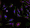 Immunofluorescence staining of methanol-fixed HeLa cells using Progesterone Receptor (Ab-190) .