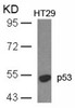 Western blot analysis of lysed extracts from HT29 cells using p53 (Ab-18) .