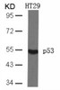 Western blot analysis of lysed extracts from HT29 cells using p53 (Ab-46) .