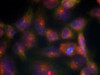 Immunofluorescence staining of methanol-fixed HeLa cells using Tau (Ab-356) .