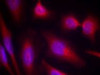 Immunofluorescence staining of methanol-fixed HeLa cells using Tau (Ab-214) .