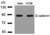 Western blot analysis of lysed extracts from HeLa and HT29 cells using &#946;-Catenin (Ab-41/45) .
