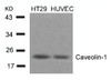 Western blot analysis of lysed extracts from HT29 and HUVEC cells using Caveolin-1 (Ab-14) .