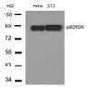 Western blot analysis of lysed extracts from HeLa and 3T3 cells using p90RSK (Ab-348) .