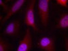 Immunofluorescence staining of methanol-fixed HeLa cells using p90RSK (Ab-348) .