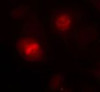 Immunofluorescence staining of methanol-fixed HeLa cells using Histone H3.1 (Ab-10) .