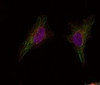 Immunofluorescence staining of methanol-fixed HeLa cells using BRCA1 (Ab-1524) .