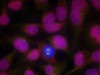 Immunofluorescence staining of methanol-fixed HeLa cells using ATM (Ab-1981) .