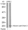 Western blot analysis of lysed extracts from K562 cells using Myosin Light Chain 2 (Ab-18) .