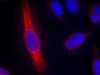 Immunofluorescence staining of methanol-fixed HeLa cells using nNOS (Ab-852) .