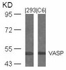 Western blot analysis of lysed extracts from 293 and C6 cells using VASP (Ab-239) .