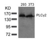 Western blot analysis of lysed extracts from 293 and 3T3 cells using PLC&#947;2 (Ab-753) .