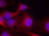 Immunofluorescence staining of methanol-fixed HeLa cells using PLC&#947;2 (Ab-753) .