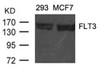 Western blot analysis of lysed extracts from 293 and MCF cells using FLT3 (Ab-591) .