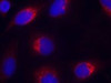 Immunofluorescence staining of methanol-fixed HeLa cells using Ephrin-B2 (Ab-330) .