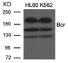 Western blot analysis of lysed extracts from K562 cells using Bcr (Ab-177) .